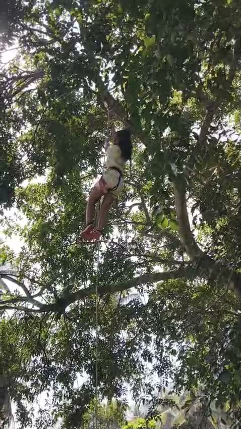 Adventurer descending vertical ropes from the tall canopy tree with harness and belay gear